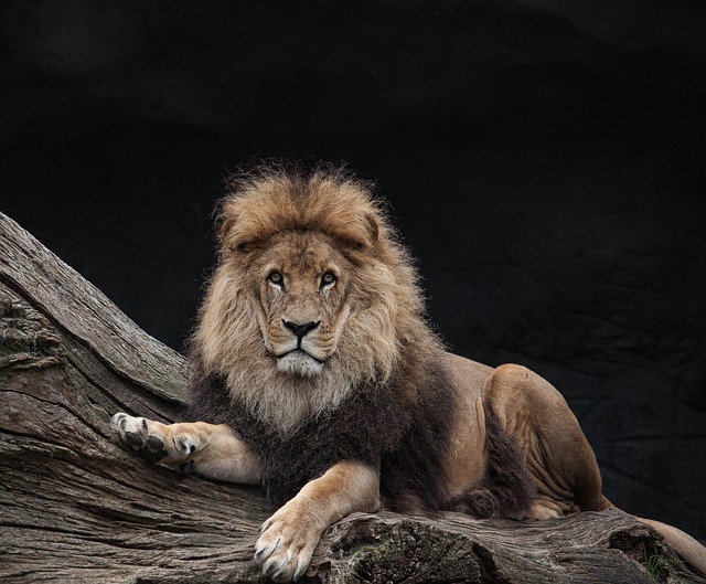 狮子 王 捕食者 - 上的免费照片