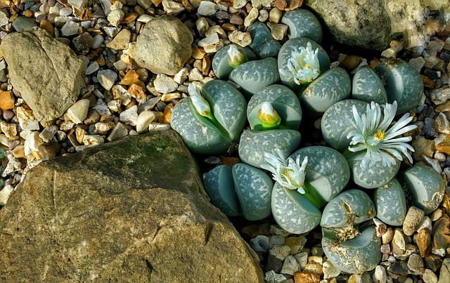 Lithops 多肉植物 岩石 - 上的免费照片