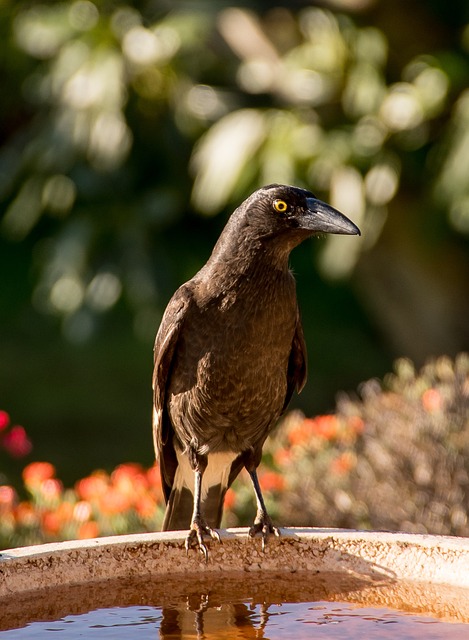 Pied Currawong Strepera Graculina - 上的免费照片