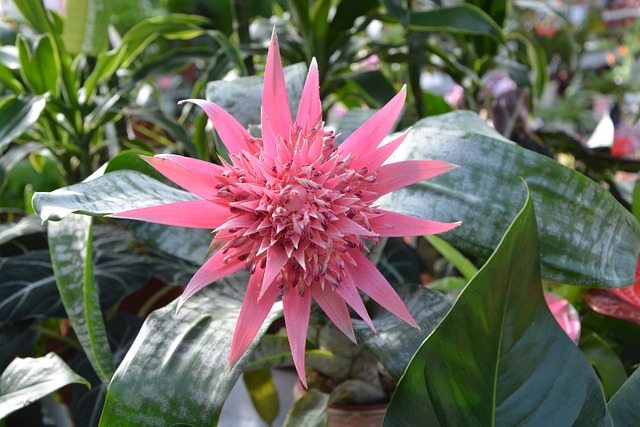 植物 Aechmea Pamera 显花植物 - 上的免费照片