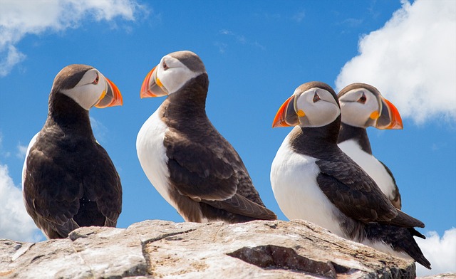 海雀 鸟类 坐 - 上的免费照片
