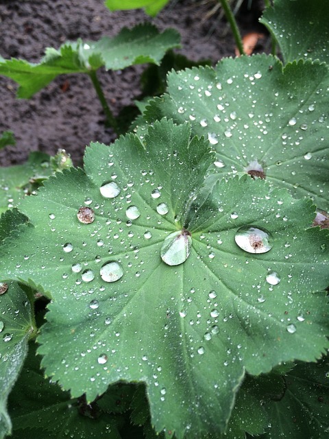 Vrouwenmantel Vrouwenmantel水滴 露 - 上的免费照片