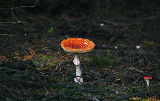 毒菌 蘑菇 危险 - 上的免费照片