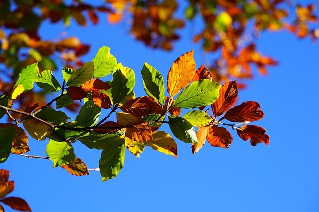秋叶 树叶 落下 - 上的免费照片