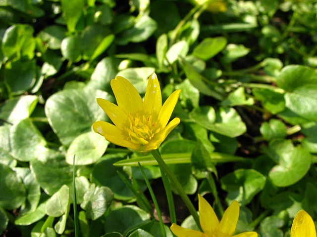 无花果 毛茛弹簧 Ficaria - 上的免费照片