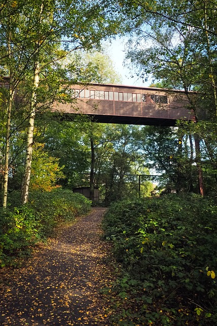 森林 自然 景观 - 上的免费照片