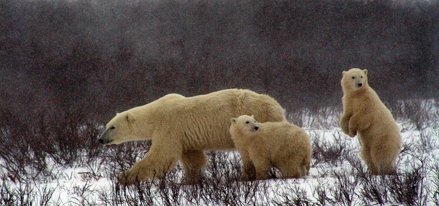 北极熊崽 北极熊 丘吉尔加拿大 - 上的免费照片