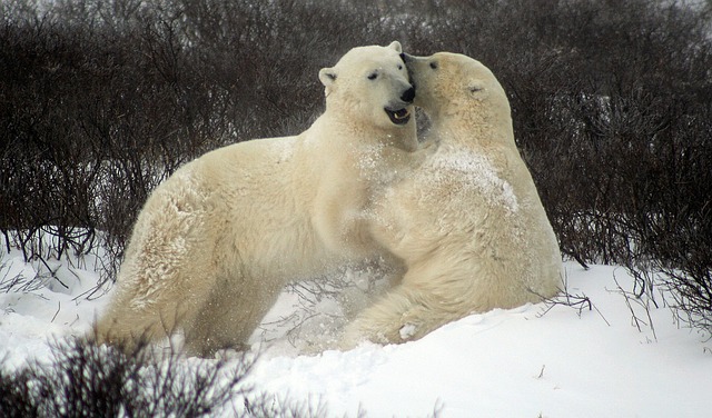 不遗余力的北极熊 战斗北极熊 丘吉尔加拿大 - 上的免费照片