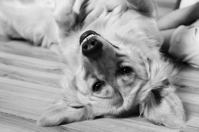 狗 黄金猎犬 金的 - 上的免费照片