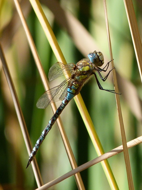 蜻蜓 蓝蜻蜓 Aeshna Affinis - 上的免费照片