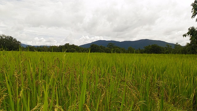 自然 情怀 真实的 - 上的免费照片