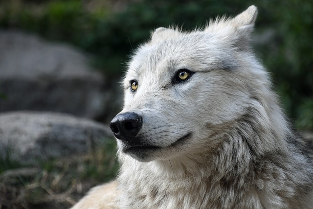 狼 野生动物 灰狼 - 上的免费照片