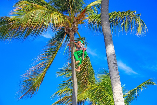 多米尼加 棕榈树 砍刀 - 上的免费照片