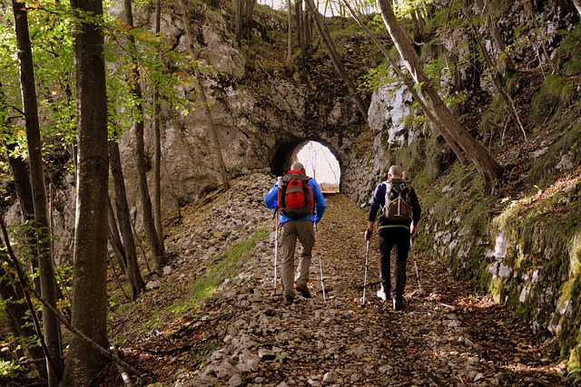 远足 林 秋天 - 上的免费照片