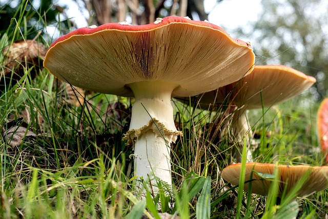 毒菌 红飞木耳 雨伞 - 上的免费照片