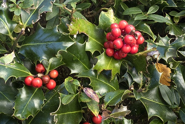 冬青 Aquifolium 普通的Holly - 上的免费照片