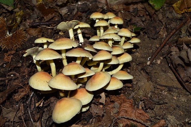 Hypholoma Fasciculare 假粘性的 蘑菇 - 上的免费照片