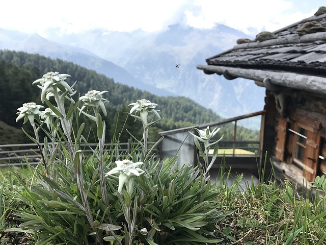 南蒂罗尔 雪绒花 植物 - 上的免费照片
