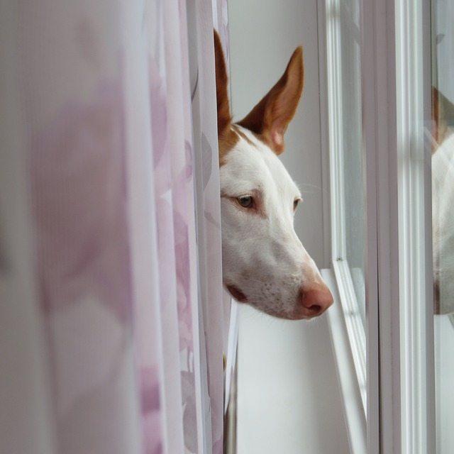 伊维萨猎犬 狗 伊维萨 - 上的免费照片