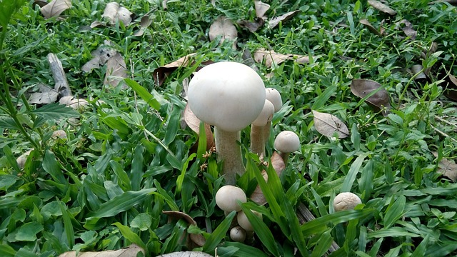蘑菇在花园里 蘑菇 在花园里 - 上的免费照片