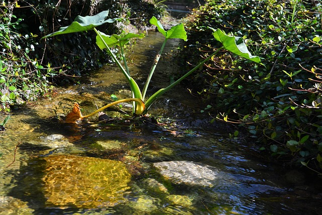 溪 吱吱 赫尔曼 国家公园 - 上的免费照片