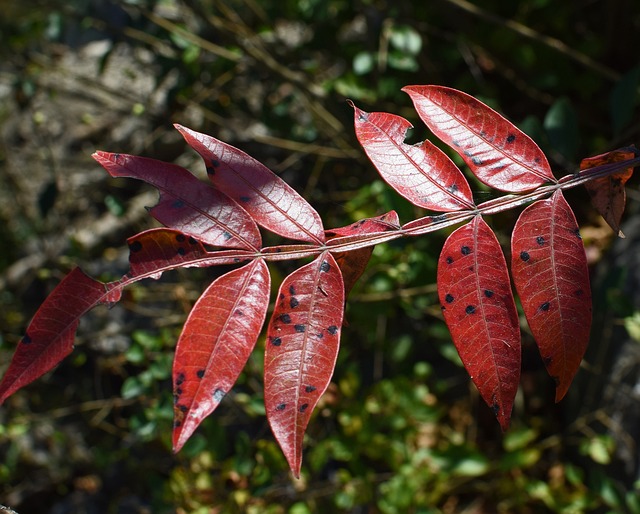 翅Sumac 叶子 树 - 上的免费照片