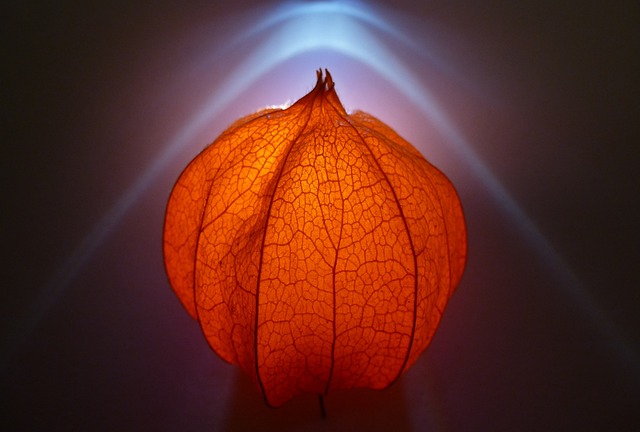 花 灯笼花 秋花 - 上的免费照片