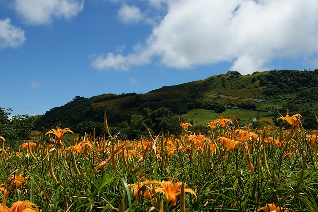 花蓮 金針山 - 上的免费照片