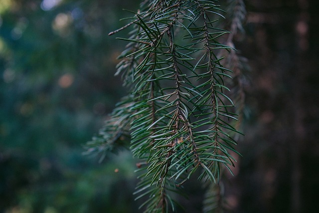 没有一个人 自然 树 - 上的免费照片