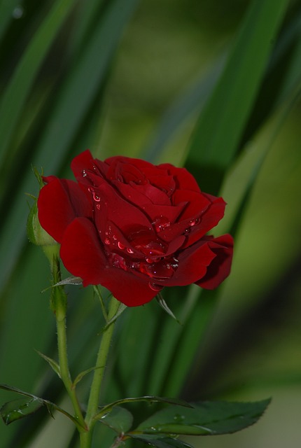 玫瑰 红色的 花朵 - 上的免费照片