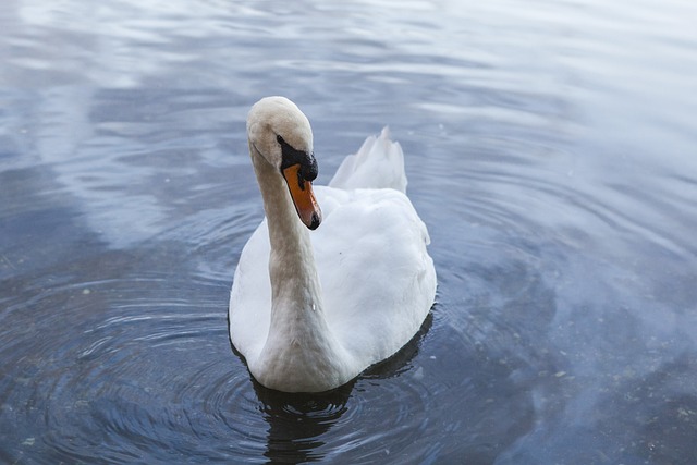 英国 苏格兰 动物 - 上的免费照片