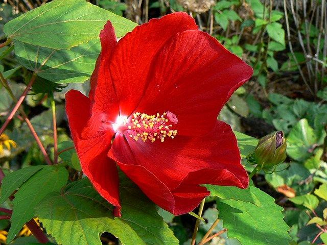 布达佩斯 芙蓉花 玛格丽特岛 - 上的免费照片