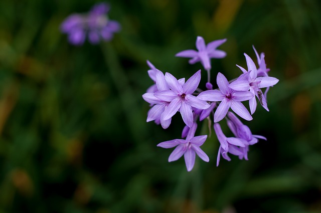 风信子 春天 紫色花 - 上的免费照片