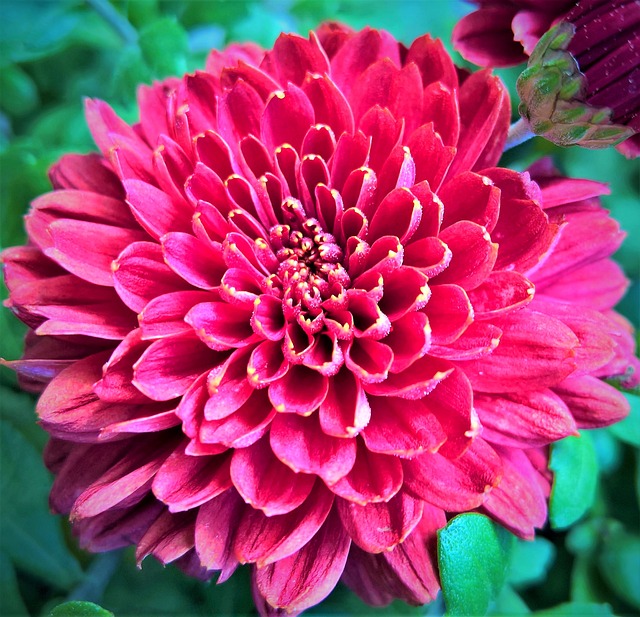 Asters 菊花 赫布斯塔斯特恩 - 上的免费照片