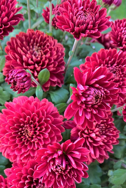 Asters 菊花 赫布斯塔斯特恩 - 上的免费照片