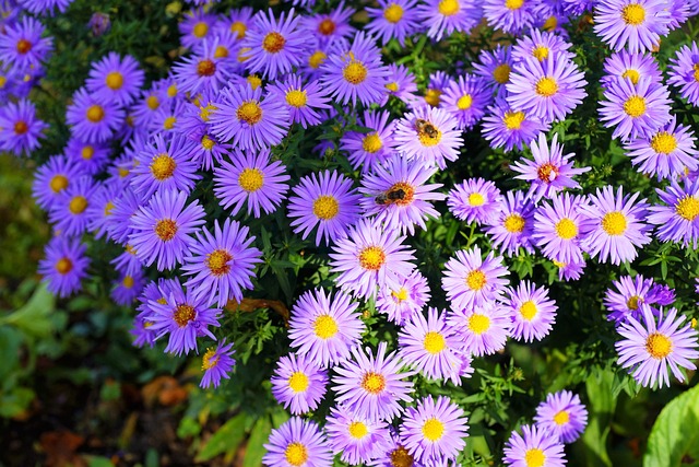 花 开花 Asters - 上的免费照片