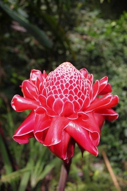 瓷器的玫瑰 奇葩 开花 - 上的免费照片