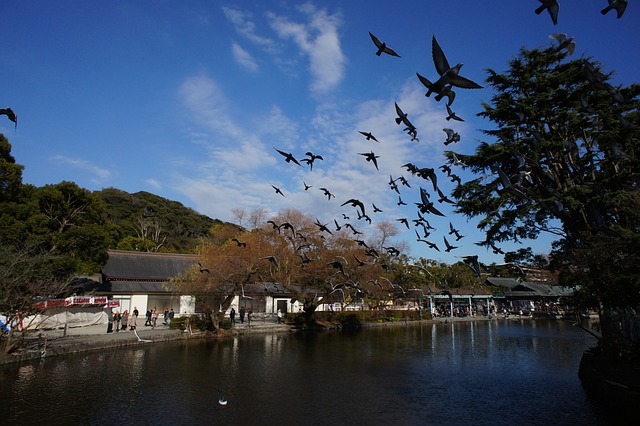 鶴岡八幡宮 鳥 つるがおかはちまんぐう - 上的免费照片