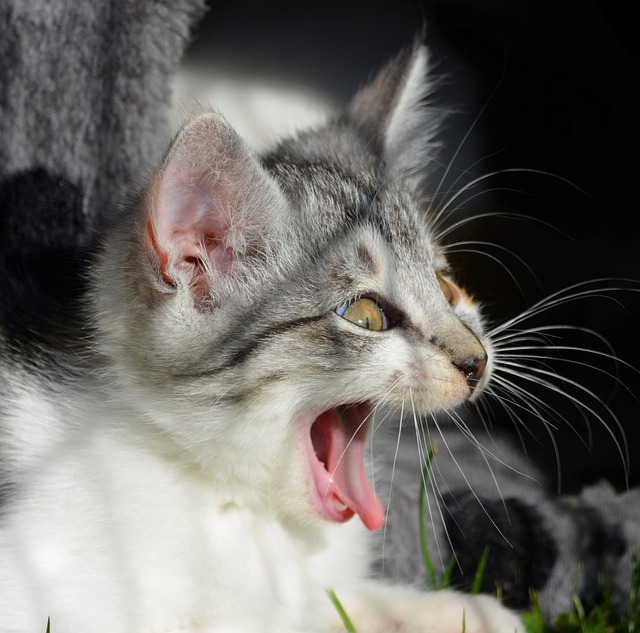 猫 尖叫声 打哈欠 - 上的免费照片