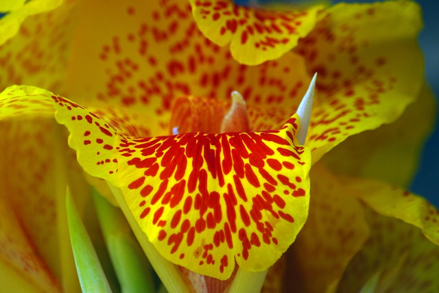 花的香蕉 花朵 黄色的花 Tlapa De - 上的免费照片