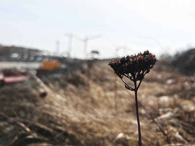 有天赋的人 Luonto 帕西拉 - 上的免费照片