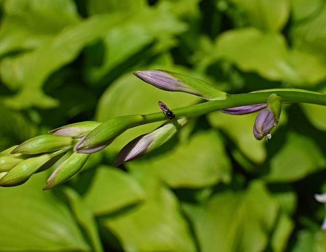 红翼飞 昆虫 飞 - 上的免费照片
