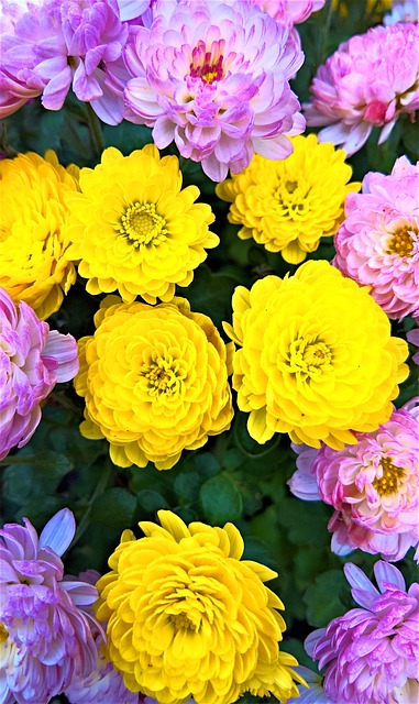 Asters 菊花星 花 - 上的免费照片