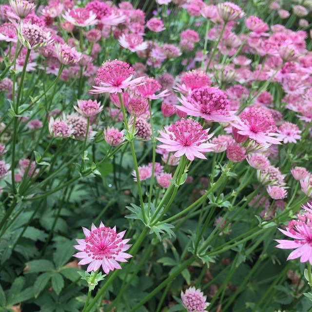 Astrantia 粉红色的花 花 - 上的免费照片
