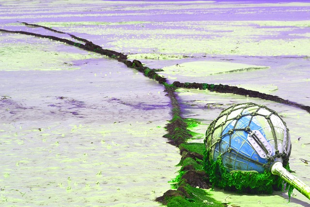 海滩 蒙巴萨 东非 - 上的免费照片