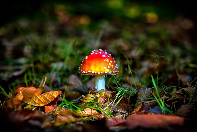 落下 森林 蘑菇 - 上的免费照片