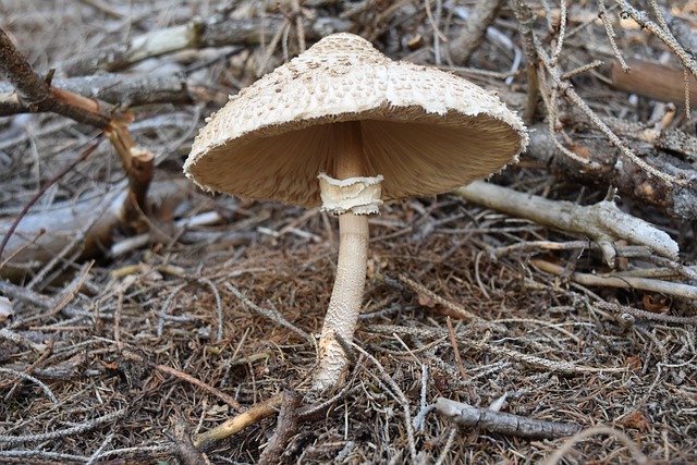 蘑菇 秋天 林 - 上的免费照片