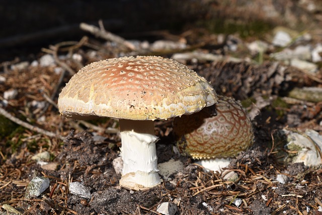 蘑菇 毒蝇伞 Amanitas - 上的免费照片