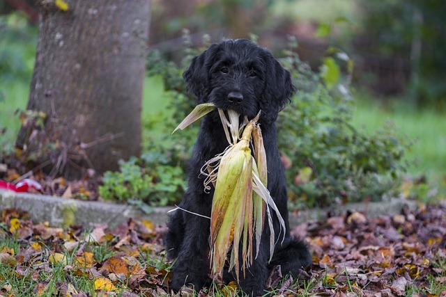 Labradoodle 拉布拉多 贵宾犬 - 上的免费照片