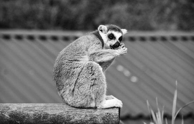 狐猴 马达加斯加 动物园 - 上的免费照片
